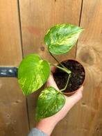 Monstera deliciosa variegata plant electric lemon mint albo, Huis en Inrichting, Ophalen of Verzenden, Halfschaduw, Minder dan 100 cm