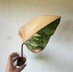 Philodendron Strawberry Shake stek, Ophalen of Verzenden, Minder dan 100 cm