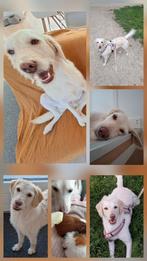 Honden oppas/huiselijke hondenopvang gezocht voor weekenden