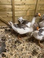 Gans, Gans of Zwaan