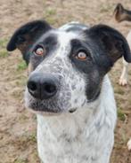 Mag ik bij jou? Domino., Dieren en Toebehoren, Honden | Niet-rashonden, Particulier, Buitenland, Teef, Parvo