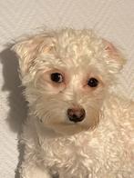 Maltipoo teefje, Dieren en Toebehoren, Honden | Chihuahua's en Gezelschapshonden, Overige rassen, CDV (hondenziekte), 1 tot 2 jaar