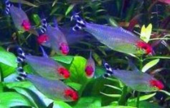 Roodkopzalm - Leuke scholenvis voor uw tropisch aquarium!, Dieren en Toebehoren, Vissen | Aquariumvissen, Zoetwatervis, Vis, Schoolvis