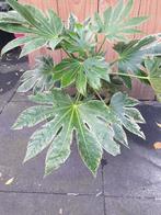 Fatsia japonica 'Spider's Web' vingerplant, Ophalen, Overige soorten, Halfschaduw