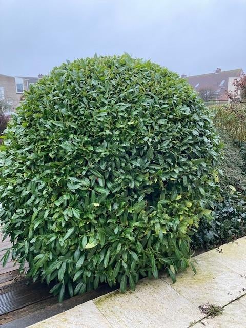 Grote laurier plant (diameter >1,5 meter), Tuin en Terras, Bloeit niet, Overige soorten, 100 tot 250 cm, Ophalen