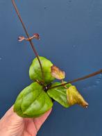 Hoya Chuniana p6, Ophalen of Verzenden, Halfschaduw, Minder dan 100 cm