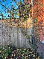 Appelboom, Tuin en Terras, Planten | Fruitbomen, Ophalen, Appelboom, Lente