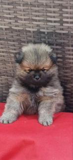 Puppy's te koop, Overige rassen, CDV (hondenziekte), 8 tot 15 weken, Teef