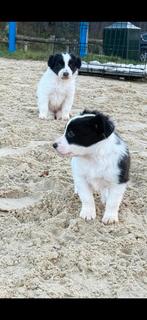 Border collie x puppy's, Dieren en Toebehoren, Parvo, 8 tot 15 weken, Collie, Meerdere