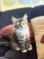 Ragdoll- X kitten Coco, Dieren en Toebehoren, Katten en Kittens | Raskatten | Langhaar, Poes, Ontwormd, 0 tot 2 jaar