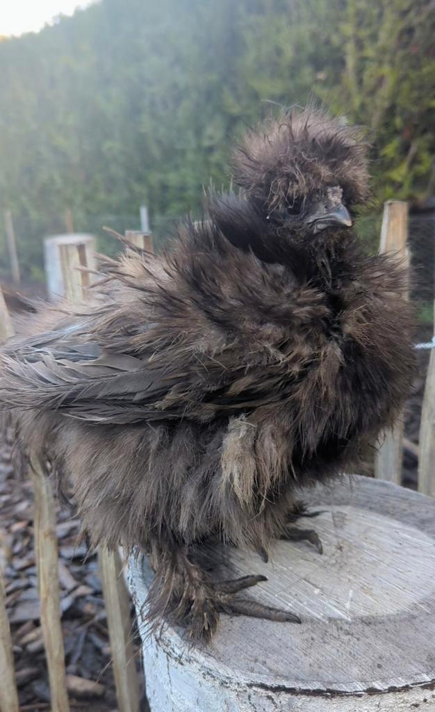 Jonge hennen usa zijdehoenders frizzle en zijdeveer kippen, Dieren en Toebehoren, Pluimvee, Kip, Vrouwelijk