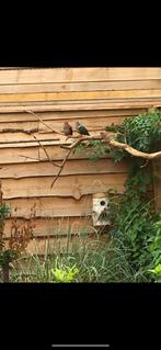 groenvleugel duiven, Dieren en Toebehoren, Meerdere dieren, Tropenvogel