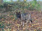 Duitse herder, Dieren en Toebehoren, 6 jaar of ouder, Rabiës (hondsdolheid), Teef, Eén hond