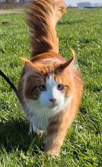 Maine coon dekkater met stamboom,blauw oog,polydactyl, 0 tot 2 jaar