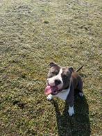 American bully xl, CDV (hondenziekte), Eén hond, 3 tot 5 jaar, Nederland