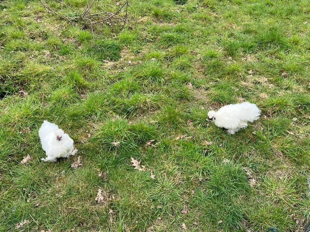 2 hanen zijdehoenders USA, Mannelijk, Kip