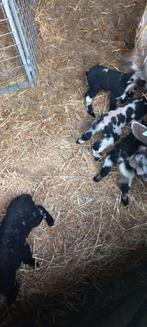 Nat schaap gevraagd, Dieren en Toebehoren, Vrouwelijk, Schaap