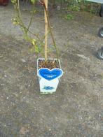 bosbessen struikjes, Tuin en Terras, Planten | Tuinplanten, Volle zon, Vaste plant, Ophalen of Verzenden, Fruitplanten