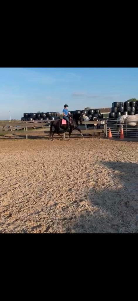 Paardrijlessen, instructrice, privéles groepsles, Diensten en Vakmensen, Dieren | Paarden | Verzorging, Oppas en Les, Paardrijles of Ponykampen