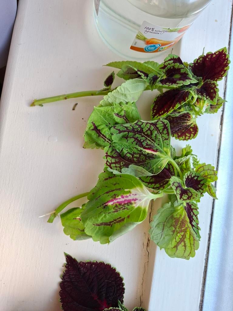 Stekjes van de siernetel., Ophalen, In pot, Halfschaduw, Minder dan 100 cm