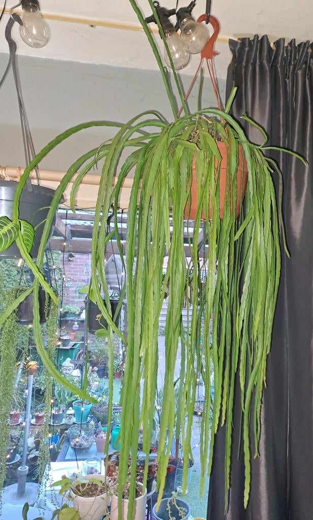 Hangende Rhipsalis Cactus Mooie Grote Hangplant, Huis en Inrichting, Kamerplanten, Vetplant, Minder dan 100 cm, Groene kamerplant