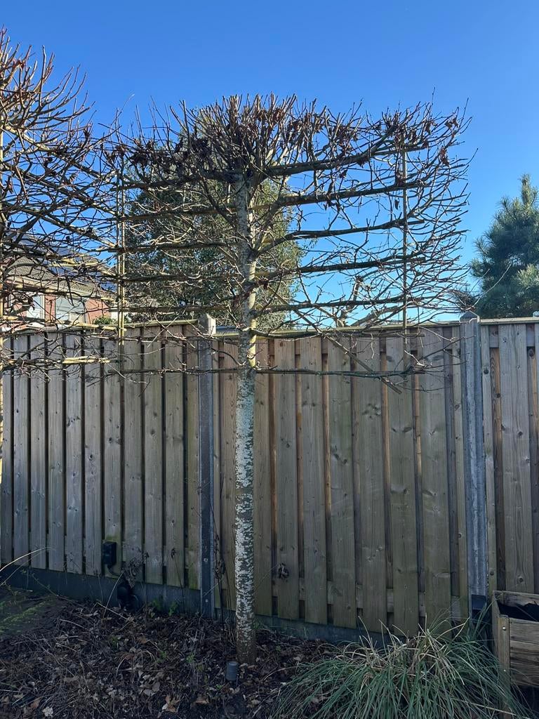 Mooie Leilinde, stamomtrek 38cm, Tuin en Terras, Ophalen, Halfschaduw, Leiboom, 250 tot 400 cm