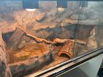 Terrarium baardagame of reptiel, Dieren en Toebehoren, Ophalen