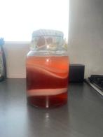 scoby kombucha, Ophalen