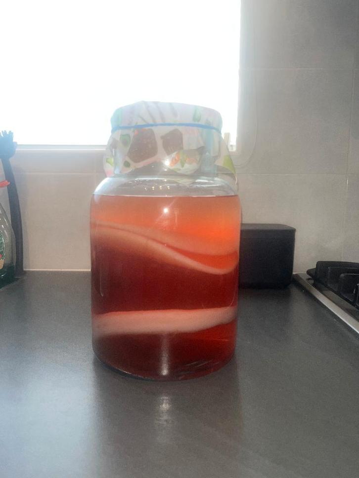 scoby kombucha, Diversen, Levensmiddelen, Ophalen