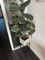 Ficus kamerplant in pot, Huis en Inrichting, Ficus, 100 tot 150 cm, In pot, Groene kamerplant