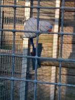 Halsbandparkiet, Dieren en Toebehoren, Vogels | Parkieten en Papegaaien, Vrouwelijk, Parkiet