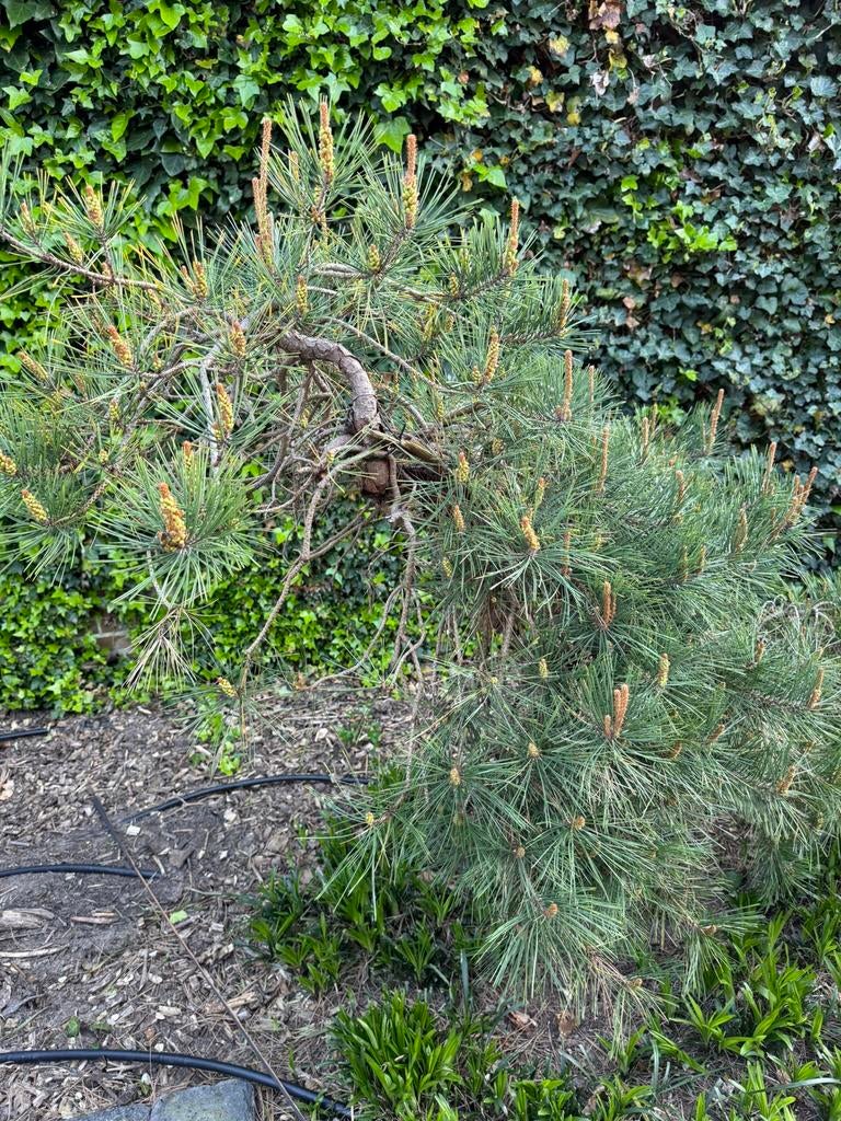 Zeer Unieke gebogen Pinus Mugo ook in pot v kleinere tuinen, Tuin en Terras, Planten | Tuinplanten, Ophalen