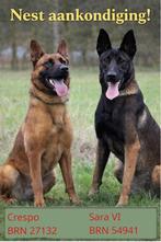 mechelse herder pups op bloedlijne BNN 6642, België, Fokker | Hobbymatig, 8 tot 15 weken, Meerdere