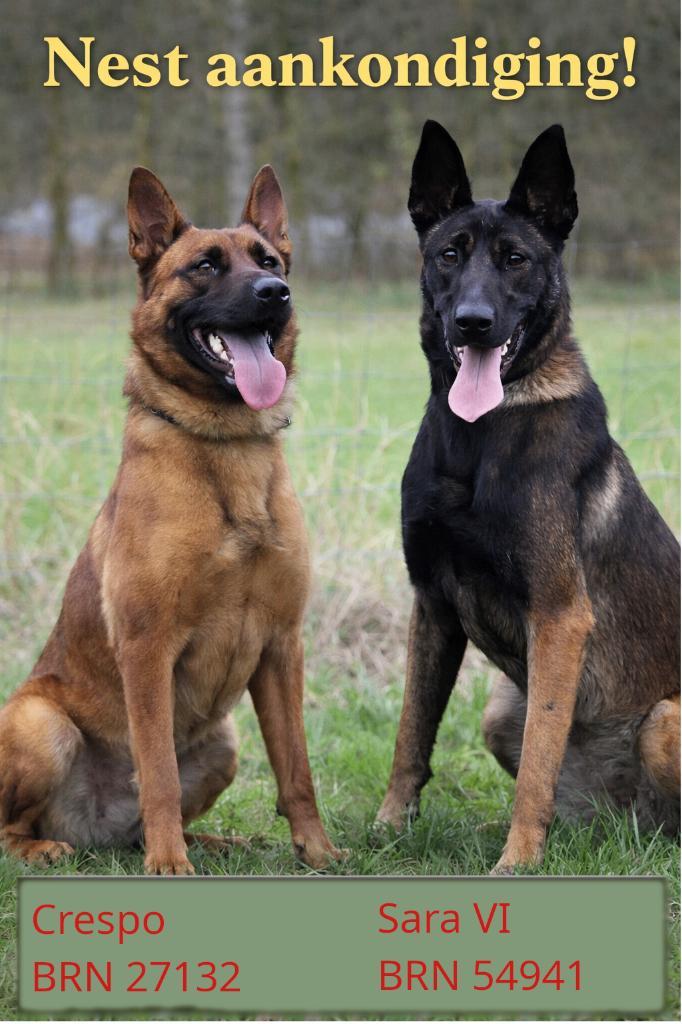 mechelse herder pups op bloedlijne BNN 6642, Dieren en Toebehoren, Honden | Herdershonden en Veedrijvers, Meerdere dieren, Herder