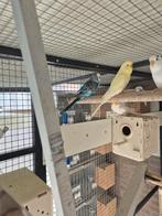 Jongen grasparkiet  van 2025, Dieren en Toebehoren, Vogels | Parkieten en Papegaaien, Mannelijk, Parkiet, Geringd