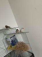 Drie zebravinken, Mannelijk