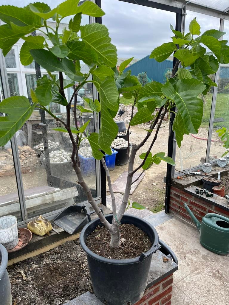 Vijgenboom o.a, ‘LSU Improved Celeste' en 'Brown Turkey', Tuin en Terras, Lente, Volle zon, In pot, Ophalen of Verzenden