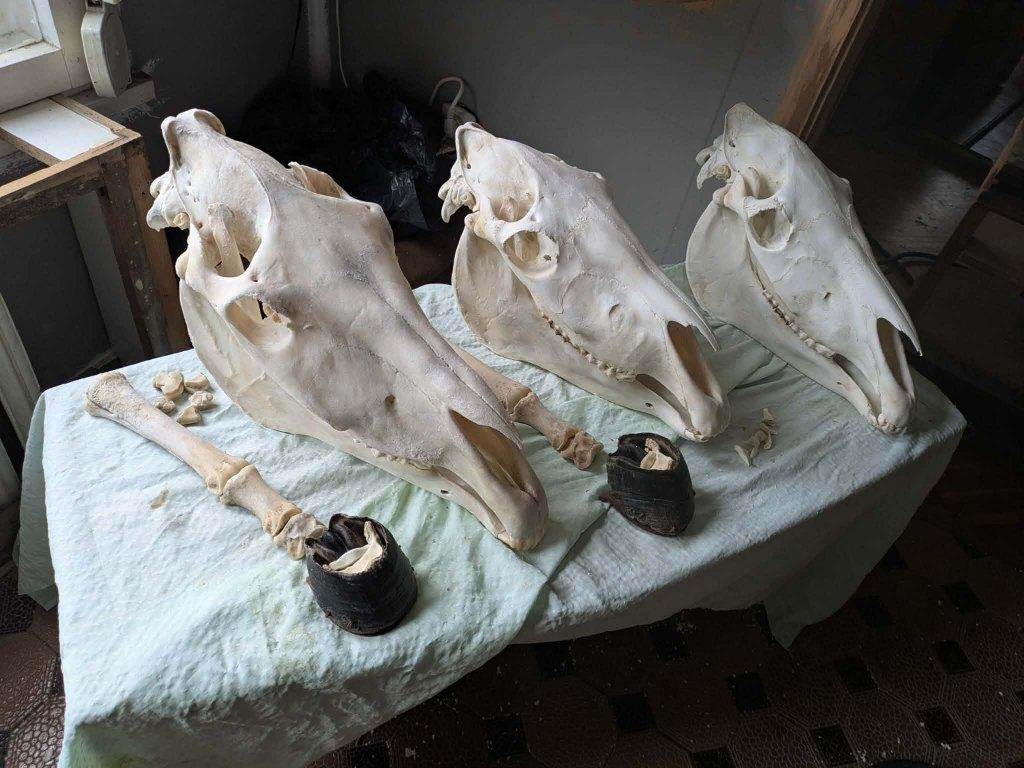 Paardenschedel schedel paard been anatomie paarden botten, Verzenden, Zo goed als nieuw, Paard, Schedel