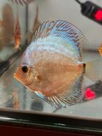 Discusvis snakeskin, Dieren en Toebehoren, Vis, Zoetwatervis, Schoolvis