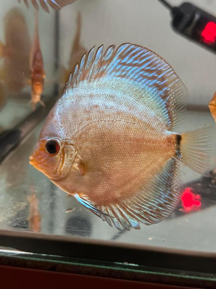 Discusvis snakeskin, Dieren en Toebehoren, Vissen | Aquariumvissen, Zoetwatervis, Vis, Schoolvis