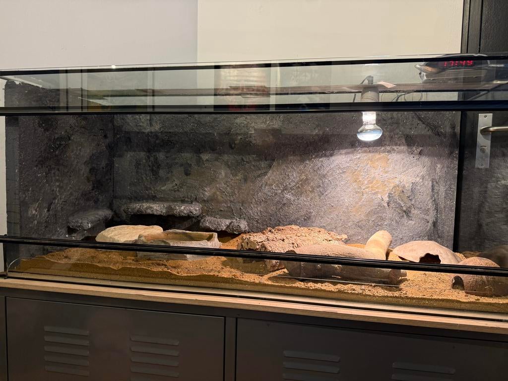 4 Luipaard gekko’s met terrarium, Met terrarium, 3 tot 6 jaar