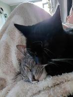 2 zusjes zoeken nieuw huisje, Dieren en Toebehoren, Katten en Kittens | Overige Katten, Poes