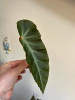 Begonia grey feather, stek, Huis en Inrichting, Kamerplanten, Ophalen of Verzenden, Halfschaduw, Minder dan 100 cm