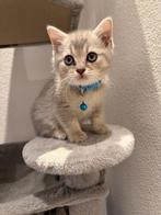 Britse korthaar kittens te koop, Gechipt