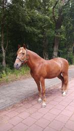 Verzorgster gezocht!!, Dieren en Toebehoren, Paarden en Pony's | Overige Paardenspullen, Ophalen, Overige soorten