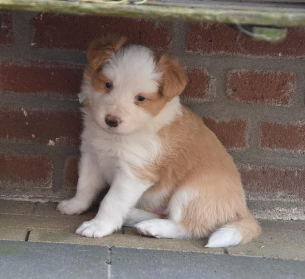 border collie reutje ee-red beschikbaar, Dieren en Toebehoren, Reu, 8 tot 15 weken, Collie, Eén hond