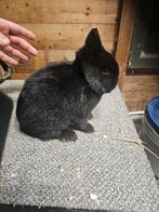 Mooie zwarte Ram kleurdwerg, Mannelijk, Dwerg, 0 tot 2 jaar