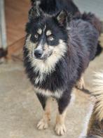 ACE: Jack heeft een hoog knuffelgehalte, in opv in BE, Dieren en Toebehoren, Honden | Niet-rashonden, Particulier, Reu, Buitenland