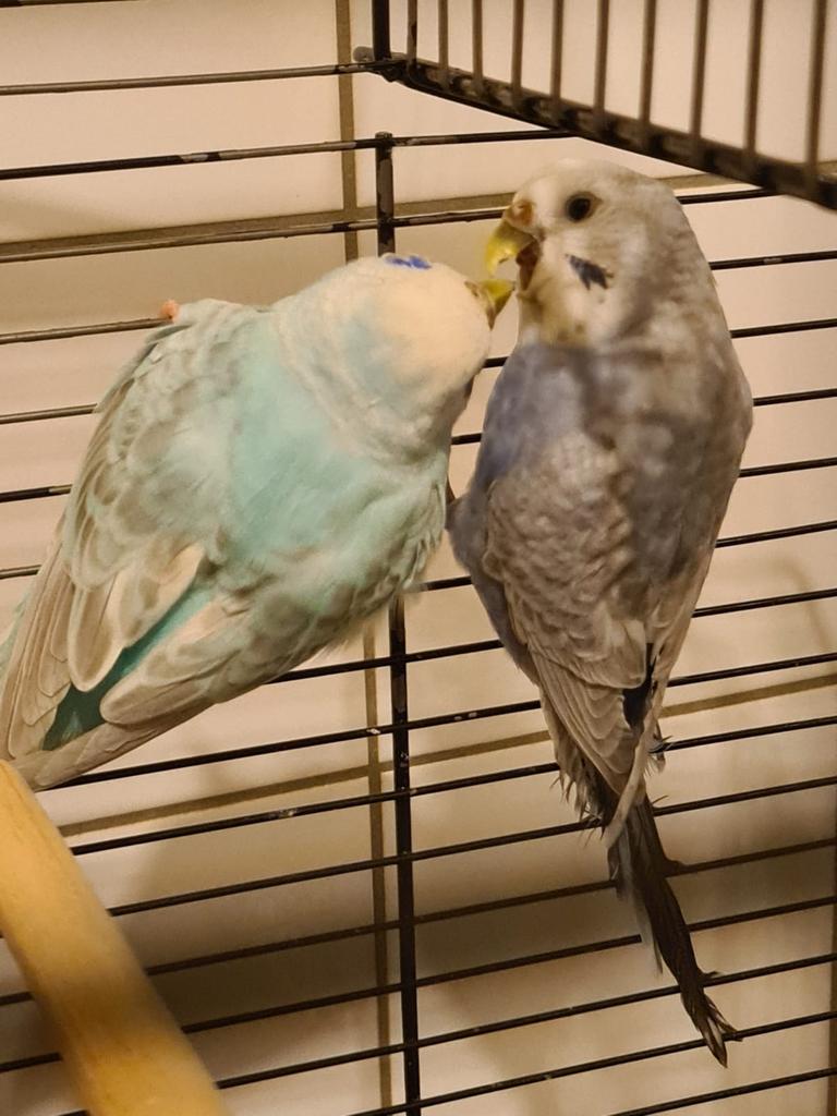 Twee parkieten met kooi, Dieren en Toebehoren, Vogels | Parkieten en Papegaaien, Meerdere dieren, Parkiet