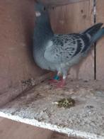 postduiven, Meerdere dieren, Postduif